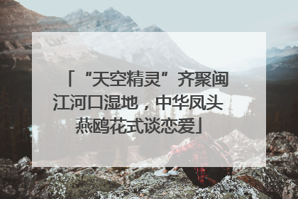 “天空精灵”齐聚闽江河口湿地，中华凤头燕鸥花式谈恋爱