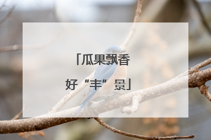 瓜果飘香 好“丰”景