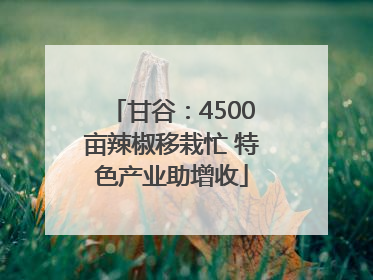甘谷：4500亩辣椒移栽忙 特色产业助增收