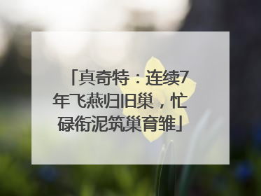 真奇特：连续7年飞燕归旧巢，忙碌衔泥筑巢育雏