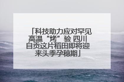 科技助力应对罕见高温“烤”验 四川自贡这片稻田即将迎来头季孕穗期
