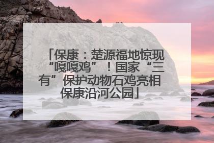 保康：楚源福地惊现“嘎嘎鸡”！国家“三有”保护动物石鸡亮相保康沿河公园