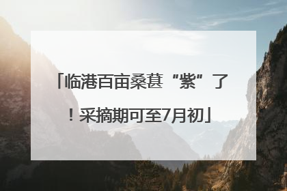 临港百亩桑葚“紫”了！采摘期可至7月初