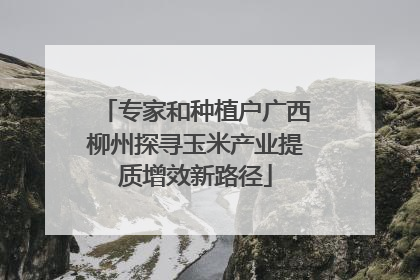专家和种植户广西柳州探寻玉米产业提质增效新路径