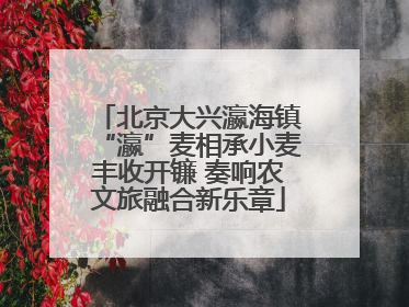 北京大兴瀛海镇“瀛”麦相承小麦丰收开镰 奏响农文旅融合新乐章