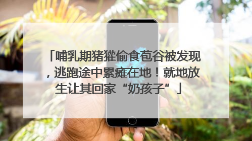 哺乳期猪獾偷食苞谷被发现，逃跑途中累瘫在地！就地放生让其回家“奶孩子”