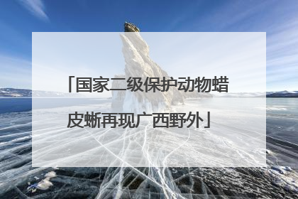 国家二级保护动物蜡皮蜥再现广西野外