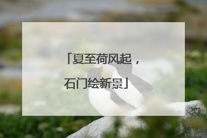 夏至荷风起，石门绘新景