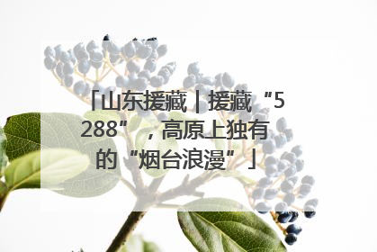 山东援藏｜援藏“5288”，高原上独有的“烟台浪漫”