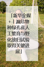 新华全媒+丨濒危物种绿孔雀人工繁育与野化放归试验取得关键进展