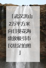 武汉洪山2万平方米向日葵花海盛放吸引市民驻足拍照