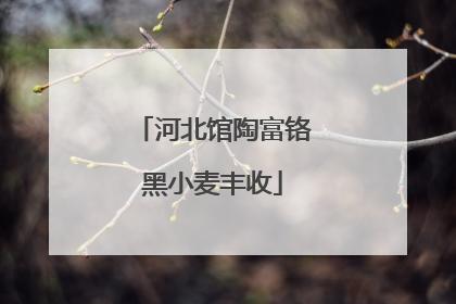 河北馆陶富铬黑小麦丰收