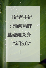 记者手记：渤海湾畔盐碱滩变身“新粮仓”