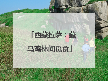 西藏拉萨：藏马鸡林间觅食