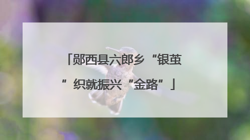 郧西县六郎乡“银茧”织就振兴“金路”