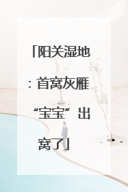 阳关湿地：首窝灰雁“宝宝”出窝了