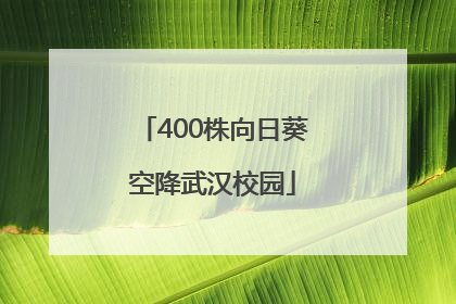 400株向日葵空降武汉校园