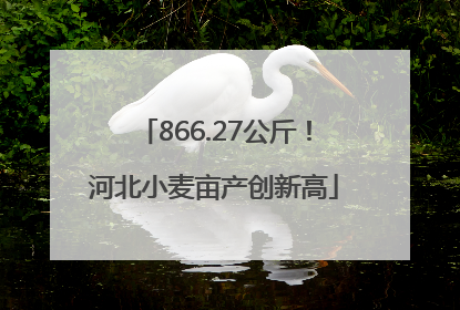 866.27公斤！河北小麦亩产创新高